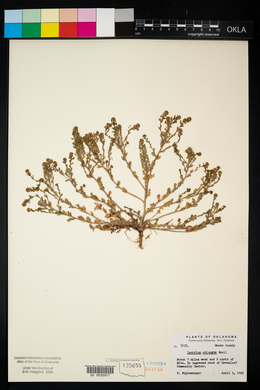 Lepidium oblongum image