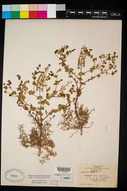 Lepidium perfoliatum image