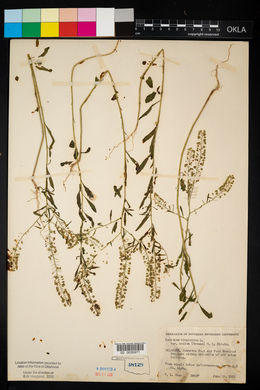 Lepidium virginicum subsp. menziesii image