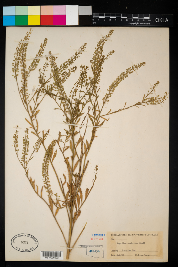 Lepidium austrinum image