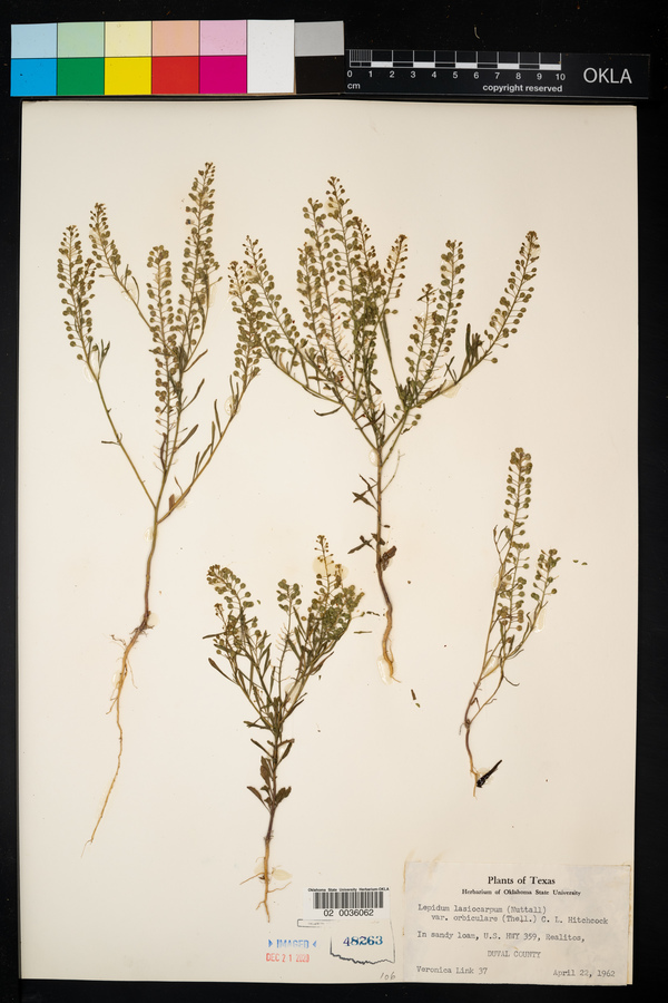 Lepidium austrinum image