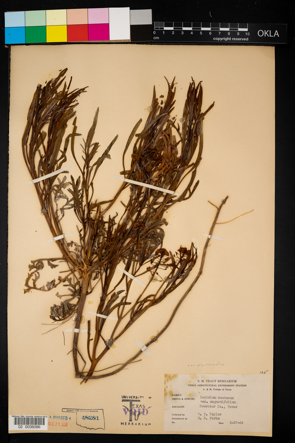 Lepidium montanum var. eastwoodiae image