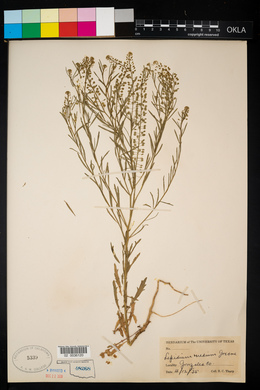 Lepidium virginicum var. medium image