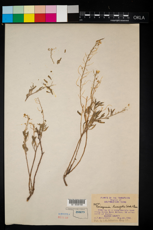 Nerisyrenia linearifolia image