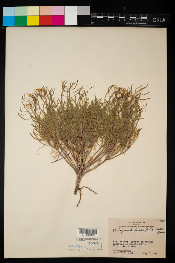 Nerisyrenia linearifolia image