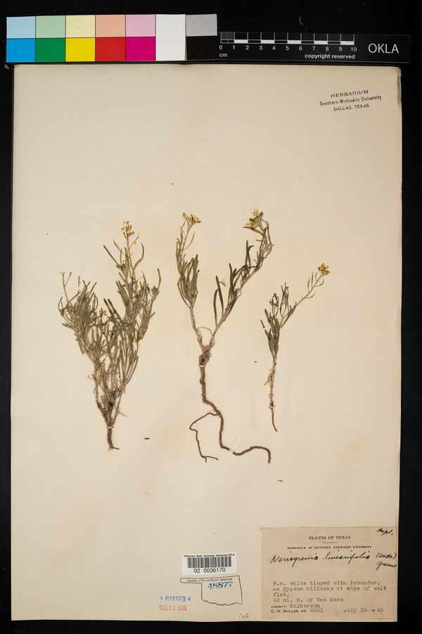 Nerisyrenia linearifolia image