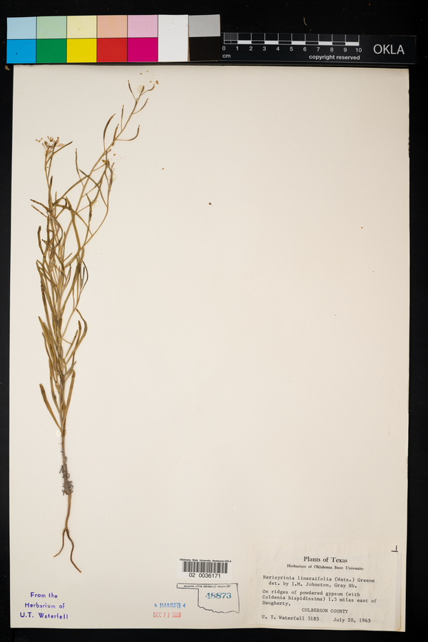 Nerisyrenia linearifolia image