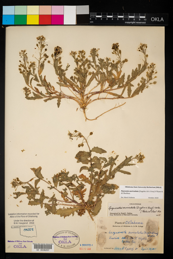Paysonia auriculata image