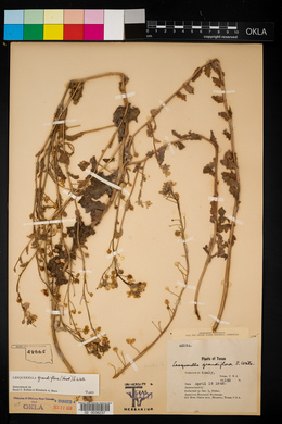 Lesquerella grandiflora image