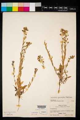 Lesquerella grandiflora image