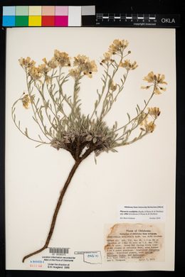 Physaria ovalifolia subsp. alba image