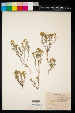 Lesquerella densiflora image