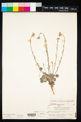 Lesquerella ovalifolia image