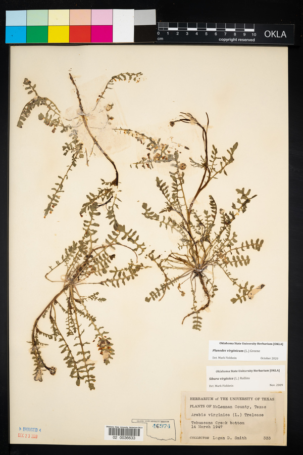 Planodes image