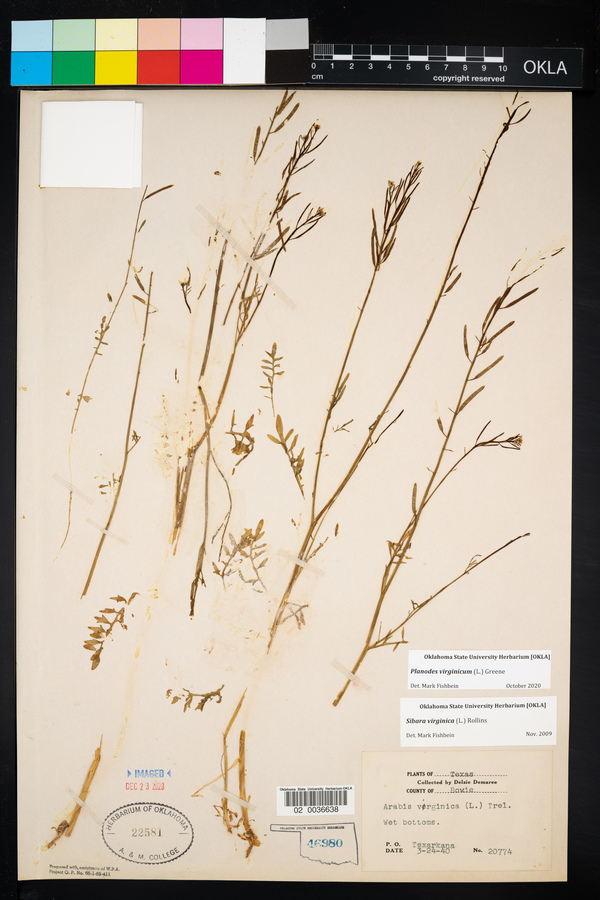 Planodes image