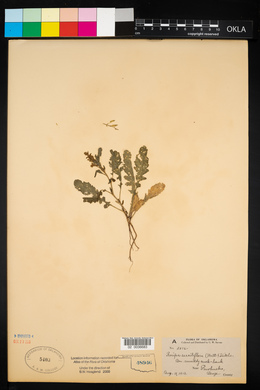 Rorippa sessiliflora image