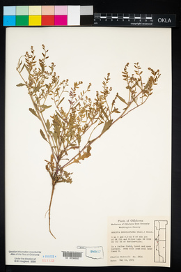 Rorippa sessiliflora image