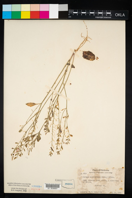 Rorippa sessiliflora image