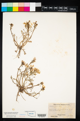 Selenia aurea image