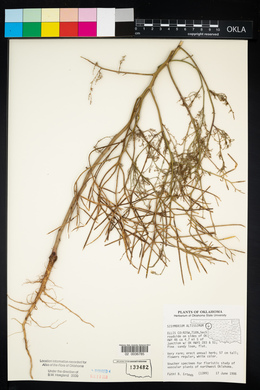 Sisymbrium altissimum image