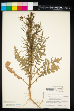 Sisymbrium altissimum image