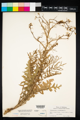 Sisymbrium altissimum image