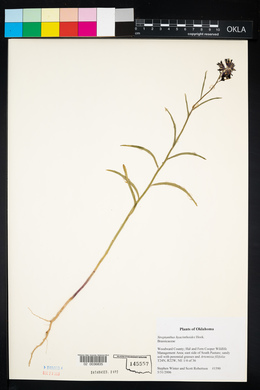 Streptanthus hyacinthoides image