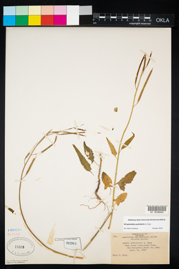 Image of Streptanthus petiolaris