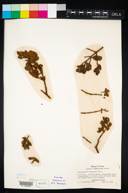 Image of Phoradendron engelmannii