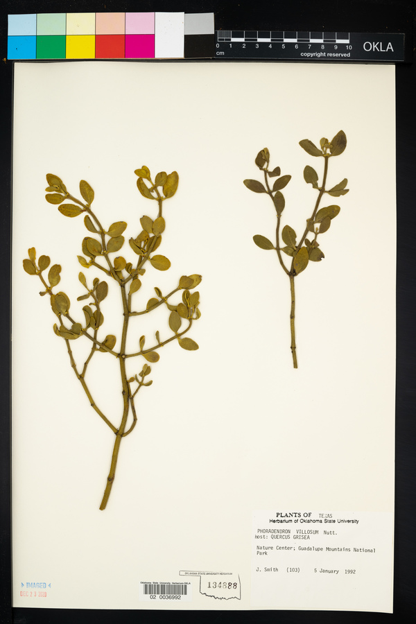 Phoradendron villosum image