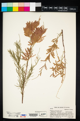 Tamarix chinensis image