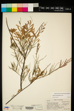 Tamarix chinensis image