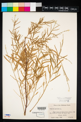 Tamarix gallica image