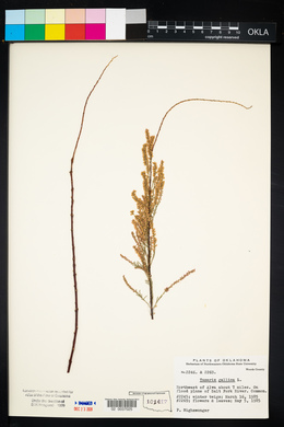 Tamarix gallica image