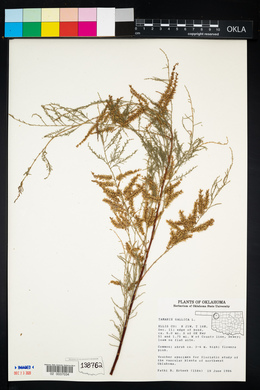 Tamarix gallica image