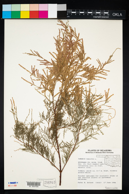 Tamarix gallica image