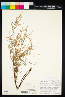 Tamarix gallica image