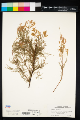 Tamarix gallica image