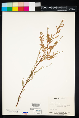 Tamarix gallica image