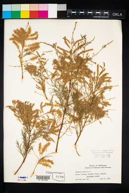 Tamarix gallica image