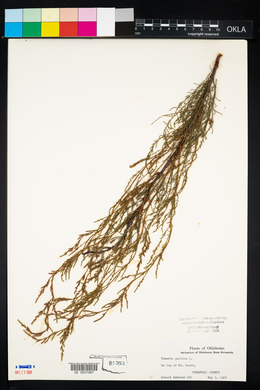 Tamarix gallica image