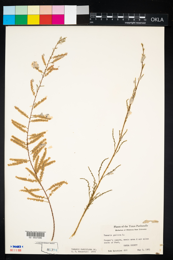 Tamarix parviflora image