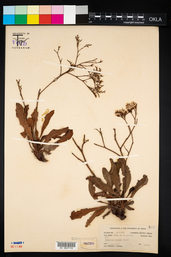 Limonium carolinianum image