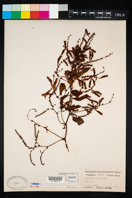Image of Brunnichia cirrhosa