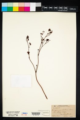 Eriogonum alatum image