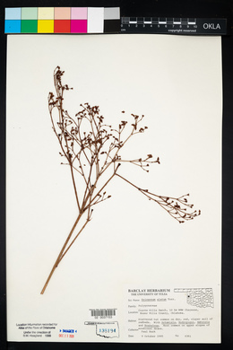 Eriogonum alatum image