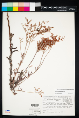 Eriogonum annuum image