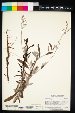 Eriogonum annuum image