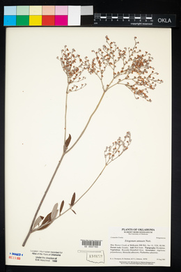 Eriogonum annuum image