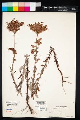 Eriogonum annuum image